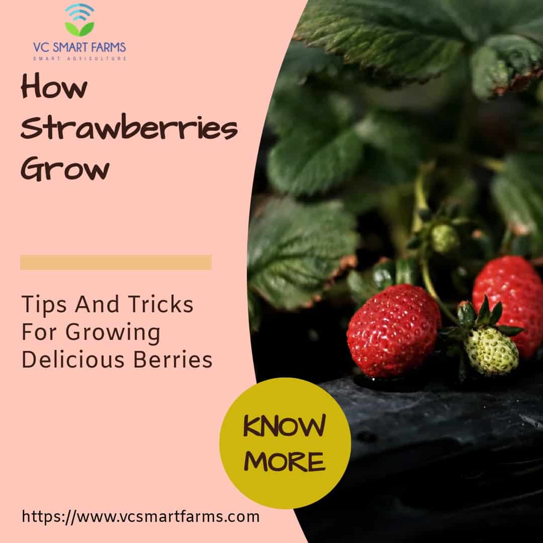 How Strawberries Grow: A Comprehensive Guide