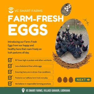 organic eggs chandigarh